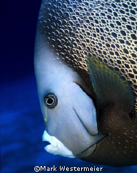 Grey Angel Portrait - Image taken in Grand Cayman with a ... by Mark Westermeier 